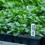 Is The Plant Farm Going Out Of Business