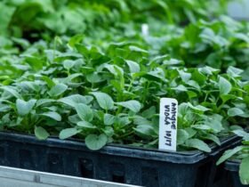 Is The Plant Farm Going Out Of Business