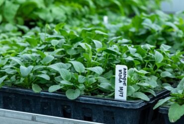 Is The Plant Farm Going Out Of Business