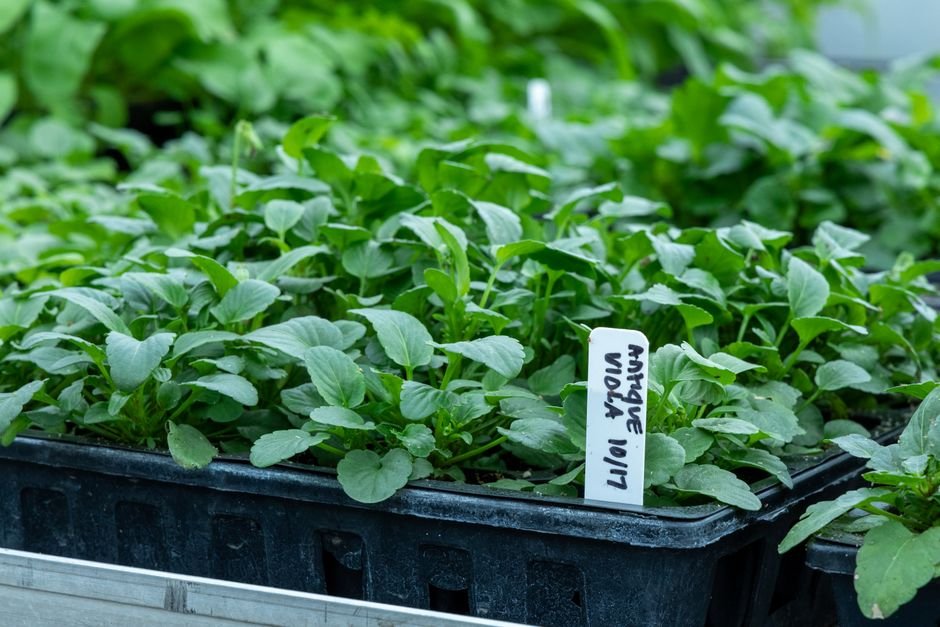 Is The Plant Farm Going Out Of Business